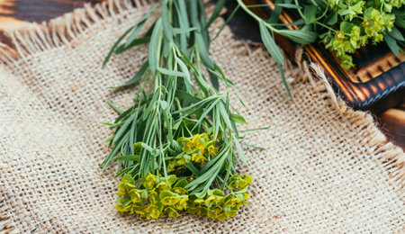Medicinal plant Euphorbia esula, commonly known as green spurge or leafy spurge of milkweed in...