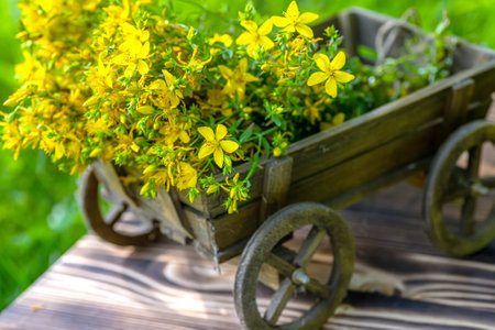 St. John's wort. Hypericum plants yellow flower used in alternative medicine on a decorative wooden trolley against the background of grass on a meadow .. Medicinal herbs Hypericum for Homeopathic Remediesの写真素材