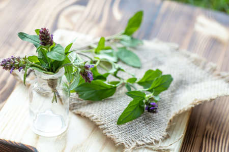 Prunella vulgaris, self-heal, carpenter's herb purple flower tincture on wooden cutting board ready for drying and making tea and infusions. Useful herb for use in cosmetology and alternative medicineの写真素材