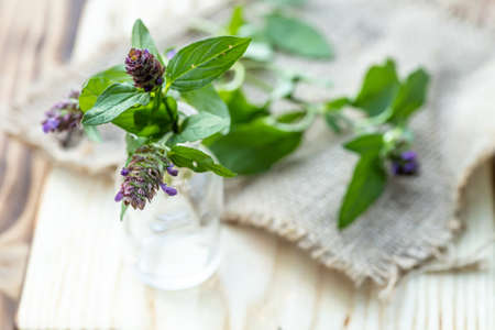 Prunella vulgaris, self-heal, carpenter's herb purple flower tincture in bottle ready for drying and making tea and infusions. Useful herb for use in cosmetology and alternative medicineの写真素材