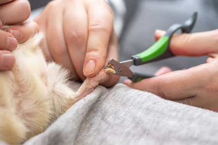 pruning claws of guinea pig at home. Step 3. Fixing one claw on front paw of the guinea pig during circumcision of clawsの写真素材