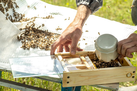Beekeeper holding a small Nucleus with a young queen bee. Breeding of queen bees. Beeholes with...