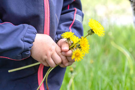 bouquet of dandelions in the hands of achild. girl holds spring yellow flowers for a gift to her mother on Mother's Dayの写真素材
