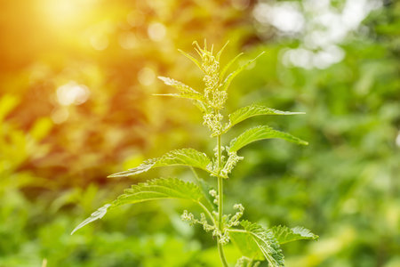 Urtica dioica, common nettle, leaf, or just. stinging nettle or stinger growing in woods. Wild...