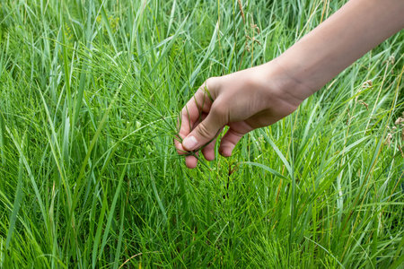 Collecting Healing Horsetail Herbs. Hand picking off medicinal herbs Equisetum arvense for making...