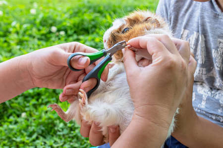 hands trimming claws of guinea pig with pet clippers. Haircut claws of guinea pig with claw cutter or special scissors for cutting claws.の写真素材