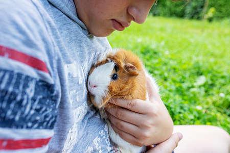 Close-up view of cute little female guinea pig at the age of two and happy smiling white child walking outdoors, in the backyard in the grass, playing with their pets.の写真素材
