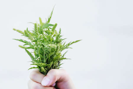 Bouquet of ragweed on white background. Blossoming ambrosia in hand. Weed bursages and burrobrushes whose pollen is deadly for allergy sufferersの写真素材