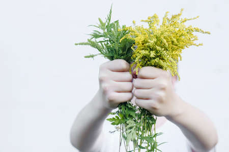 Buquets Ragweed bushes, Ambrosia artemisiifolia and Solidago, goldenrods in child's hand. Dangerous and safe plant. Comparison of flowers.の写真素材