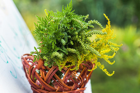 Buquets Ragweed bushes, Ambrosia artemisiifolia and Solidago, goldenrods In basket. Dangerous and safe plant. Comparison of flowers.の写真素材