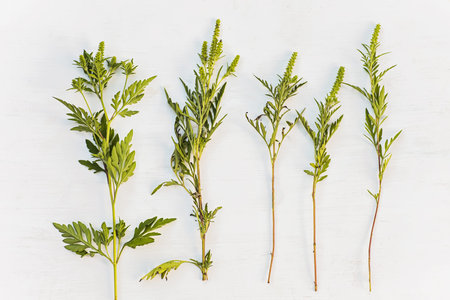 Ragweed bushes different species. Ambrosia artemisiifolia dangerous allergy-causing plant on a white...