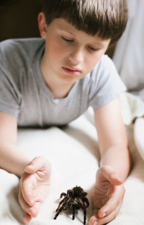 smiling child catches spider Tarantula. Caring for pet. Breeding Brachypelma albopilosum at home....