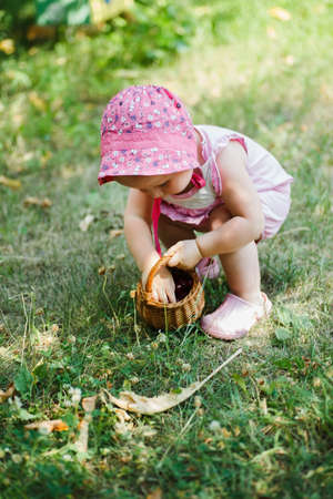 little girl squatted down and puts fresh cherries in basket. Harvest berries in the backyard. Ecological farming.の写真素材