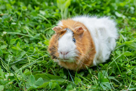 cute adult guinea pig with long hair runs through a meadow with white clover and eats fresh grass in backyard. Walking with pets outdoor in summer.の写真素材