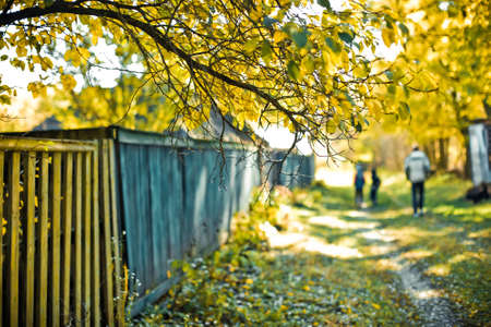 branch with yellow leaves above fence near rural road. Walking people in fall. Outingの写真素材