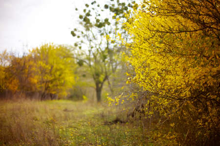 Tree Branch With Gold Leaves In Autumn Park. Background. Autumn yellow leaves tree in autumn park. Fall background with leaves. Beautiful autumn landscapeの写真素材