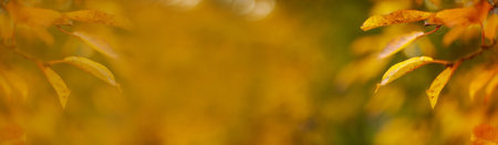 Tree Branch With Gold Leaves In Autumn Park. Background. Autumn yellow leaves tree in autumn park....