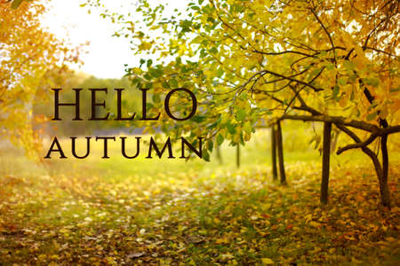 Text Hello Autumn. Wooden fence in village against the background of the autumn landscape. Background. Autumn yellow leaves tree in autumn park. Fall background with leaves.の写真素材