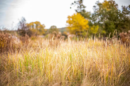 Dry grass on background of autumn lanshaft. Nature in autumn. Seasonal background with wild herbs in village.の写真素材