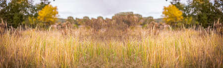 Dry grass on background of autumn lanshaft. Nature in autumn. Seasonal background with wild herbs in village.の写真素材
