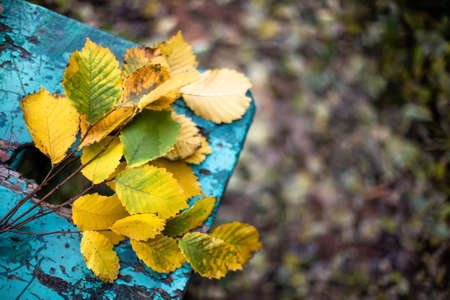 Branches with yellow autumn leaves on wooden turquoise backgroundの写真素材