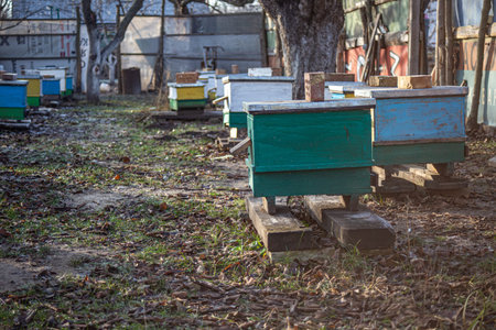 Beehives in the garden among the trees in early spring among primroses. Garden trees without leaves....