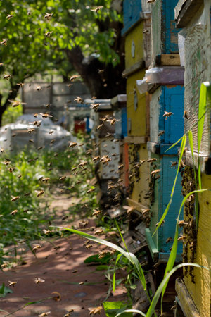 From beehive entrancebees creep out.