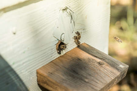 From beehive entrancebees creep out. Honey-bee colony guards on blue hive from looting honeydew.の写真素材