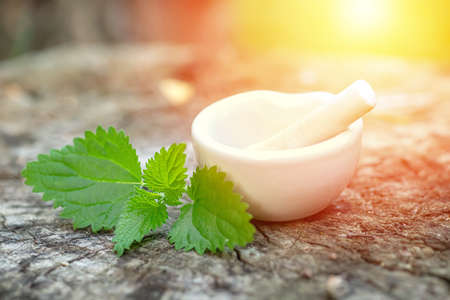 nettle dioecious, Urtica dioica next to pharmacy utensils bottle for medicines, pantglas made of dark glass for preparation of tincture of medicinal herbs.の写真素材