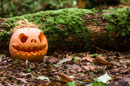 Jack O Lantern, with an evil facenear fallen tree overgrown with moss in forest .. Carved pumpkin for Halloween night woods. Halloween evening background with place for text.の写真素材