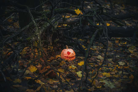 among rotten dry branches of fallen tree in mystical forest on evening of Halloween. utumn holiday concept background. Mysterious misty eveningの写真素材