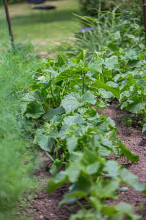 Green cucumber seedling grows from soil in garden in spring. Densely planted young cucumber plants...