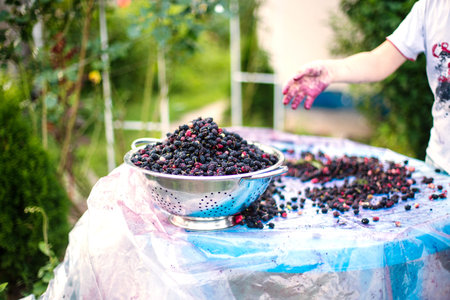 mulberry berries are ripe in large pelvis. Fruits of fruit wood collected during harvest for...