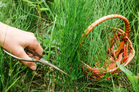 Hand with vintage scissors cutting stems quisetum arvense, field horsetail or common horsetail in a meadow in summer among medicinal herbs in an ecologically clean regionの写真素材