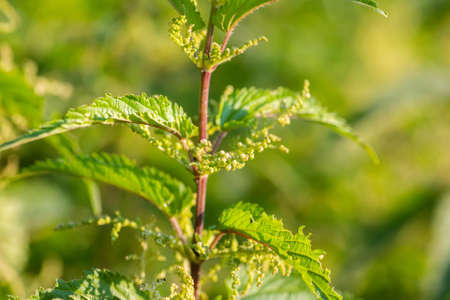 Urtica dioica, often called common nettle, stinging nettle, or nettle leaf, a young plant in a forest in a clearing. The first spring vitamins. Ingredient of vitamin saladの写真素材