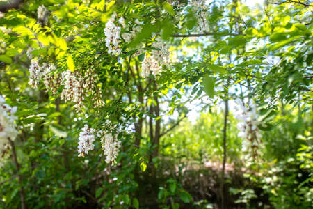 White flowers tree acacia. Blooming clusters of acacia. Honey spring plant. Collect nectar. Branches of black locust Robinia pseudoacacia. Closeup, macro.の写真素材