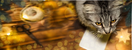 Cat looks up amid Christmas lights. Cat on table with tools for packing gifts for new year 2021の写真素材