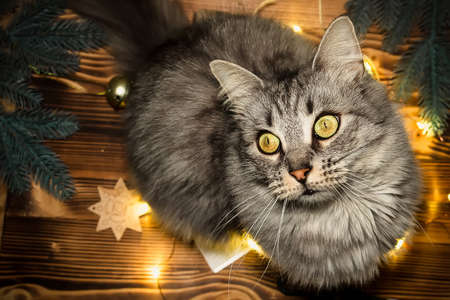Cat looks up amid Christmas lights. Cat on table with tools for packing gifts for new year 2021の写真素材
