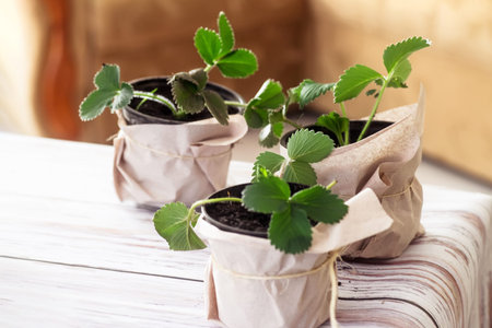Young strawberry sprouts in pots on the table. Cultivation of varietal strawberries by gardeners in agriculture, ready to be planted in a strawberry field or vegetable garden in spring.の写真素材