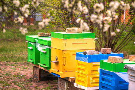 Blossoming garden with apiary. Bees spring under the flowering trees of apple trees. Red tulips on...