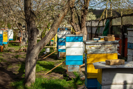 Blossoming garden with apiary. Bees spring under the flowering trees of apple trees. Red tulips on...