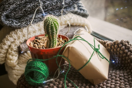 Green cactus near the window with a Christmas present in craft paper. Cozy Christmas. Soft knitted...