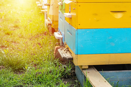 Hives in an apiary with bees flying to the landing boards in a green garden