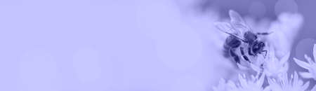 Banner with honeybee collects nectar and pollen from yellow flowers Sedum acre, goldmoss, goldmoss sedum, stonecrop and wallpepper growing in flowerbed in garden. Nature or beekeeping backgroundの写真素材