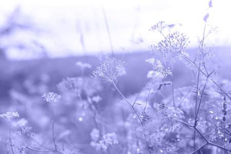 Trendy Color of Year. Very peri. 2022. Summer flowers in the summer meadow at sunset. Natural background. Nature at the end of summerの写真素材