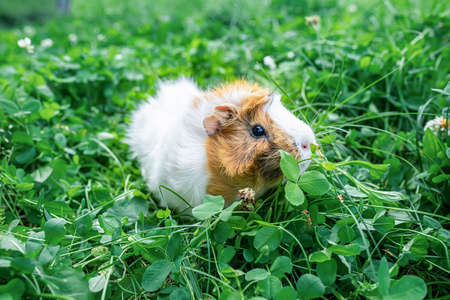 cute adult guinea pig with long hair runs through a meadow with white clover and eats fresh grass in backyard. Walking with pets outdoor in summer.の写真素材
