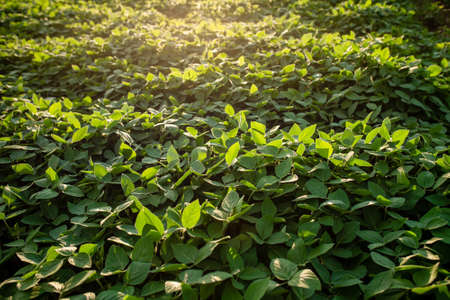 Glycine max, soybean, soya bean sprout growing soybeans on an industrial scale. Products for vegetarians. Agricultural soy plantation on sunny day. An untreated field with weeds.の写真素材