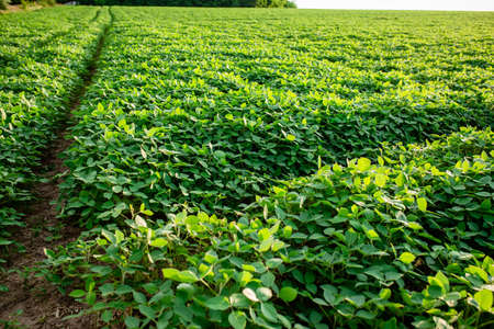 Soybean young plants in the field. Stems green soy plants in period of active growth. Background of soybean leavesの写真素材