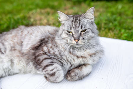 serious gray cat outside the room on the grass lies bent legsの写真素材