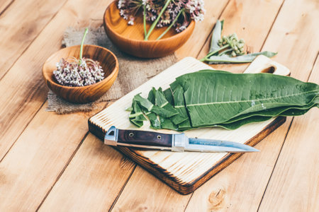 Asclepias, milkweeds, coma, Asclepias syriaca, commonly called common milkweed, silkweed and Virginia silkweed in wooden environmental plate on table. Collecting herbs during flowering in summer.の写真素材